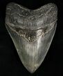 Quality Megalodon Tooth - Sharp! #6312-1